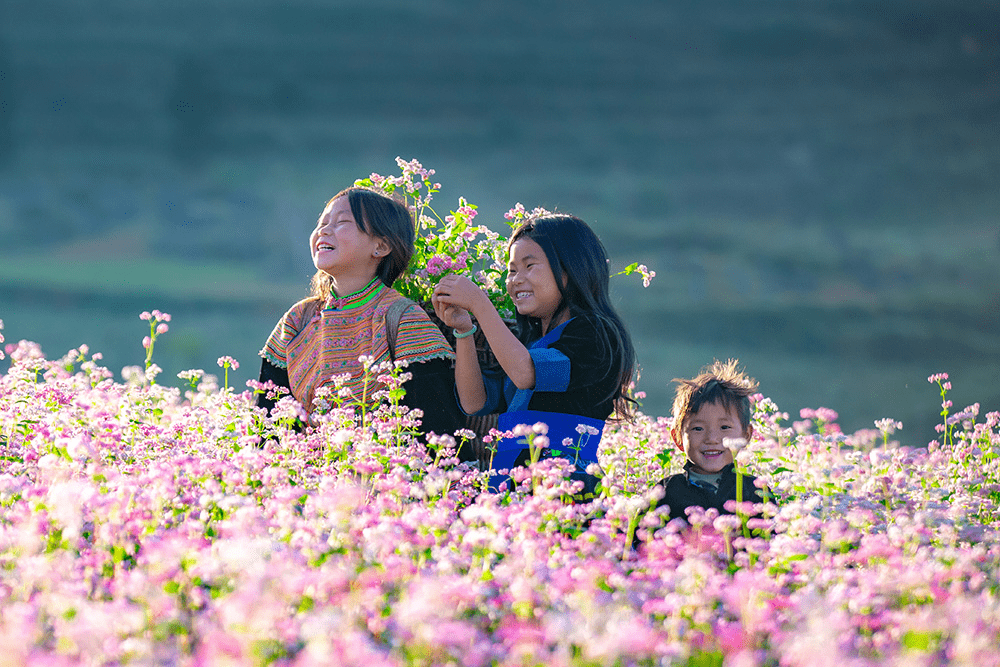 Lễ hội hoa tam giác mạch ở Yên Minh Hà Giang 