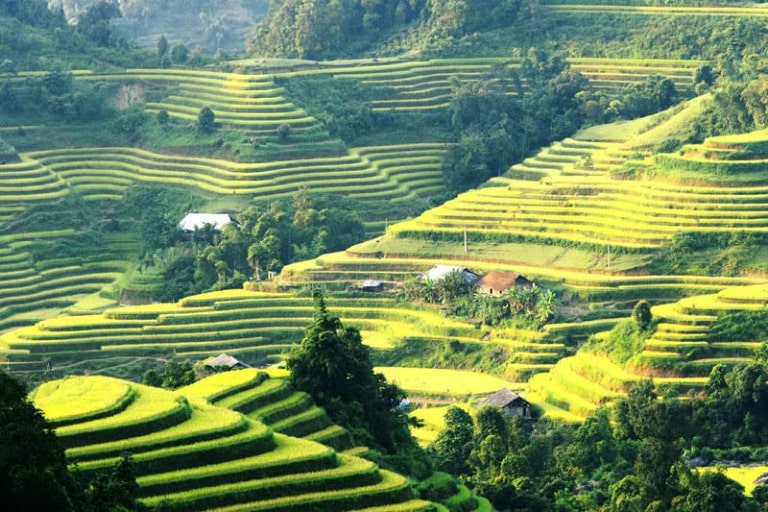 Ruộng bậc thang Hoàng Su Phì từ trên cao nhìn xuống