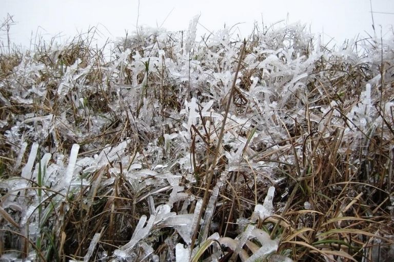 Cây cỏ đều đóng băng trước tiết trời lạnh lẽo 