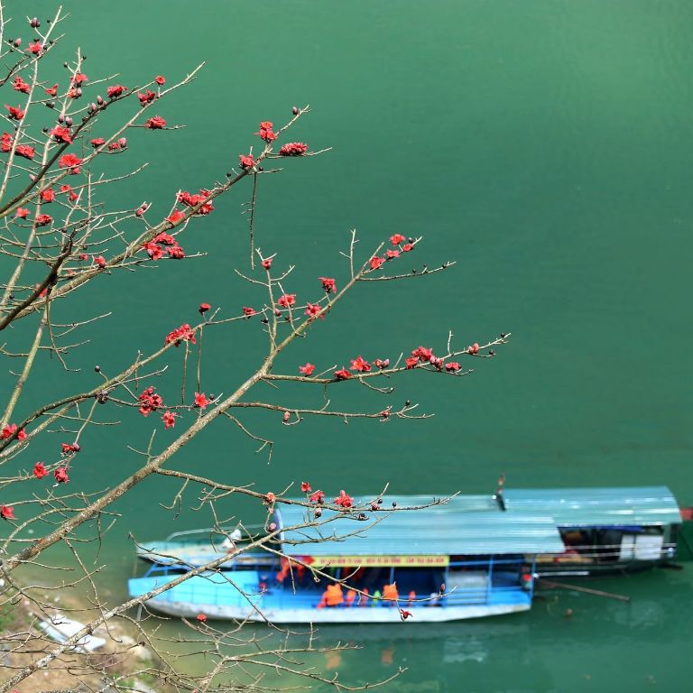 Hoa gạo đỏ rực bên dòng sông Nho Quế 