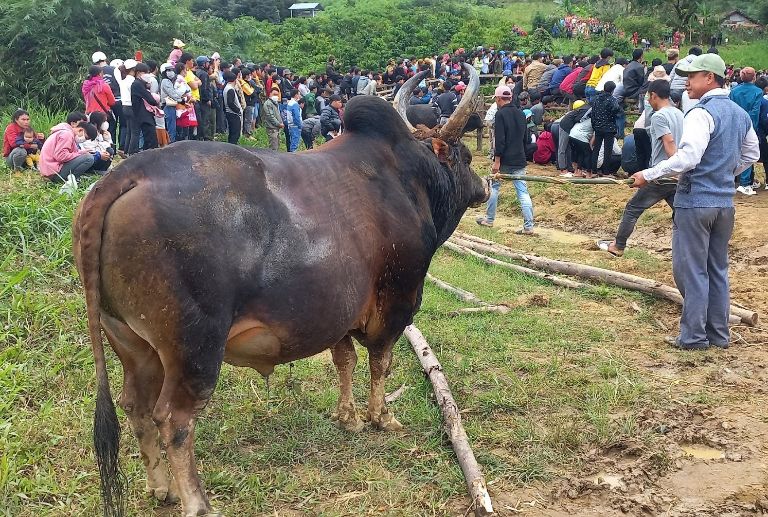 Lễ hội chọi bò được tổ chức vào tháng 4 hàng năm