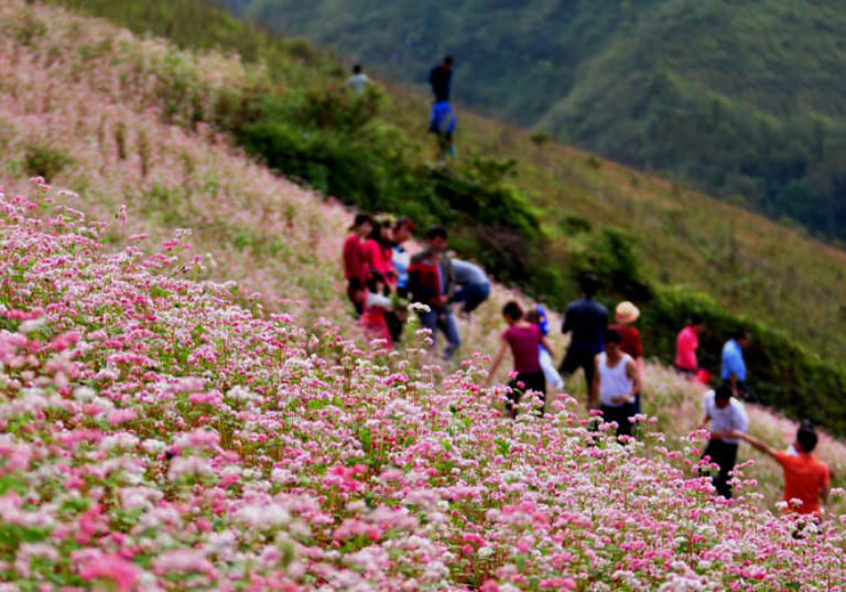 Mùa hoa tam giác mạch ngập tràn vào những tháng cuối năm tại Hà Giang