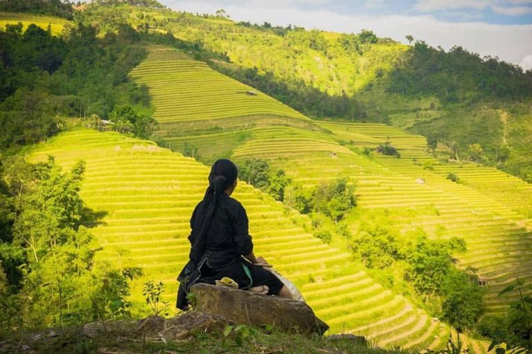 Du Lịch Hà Giang Vào Mùa Lúa Chín Có Gì? Có Nên Trải Nghiệm?