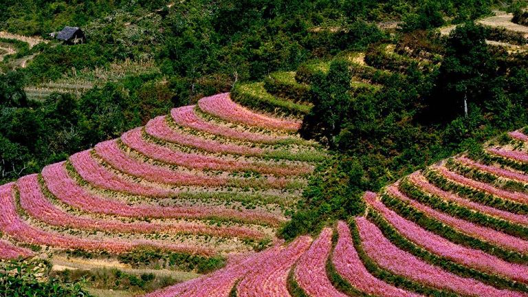 Khi hết mùa lúa chín những thửa ruộng bậc thang sẽ được trồng hoa tam giác mạch.