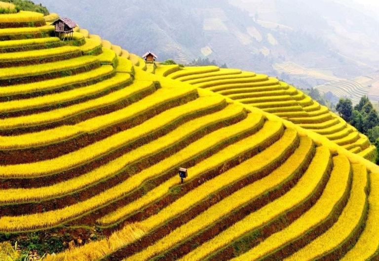 Một khung cảnh vàng rực và thơm ngát lúa chín.