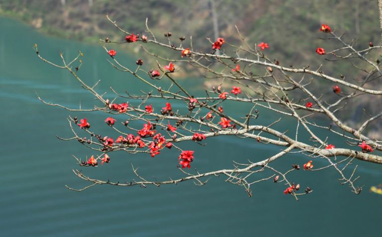 Mùa hoa gạo nở đỏ hai bên bở sông Nho Quế vào mùa xuân.