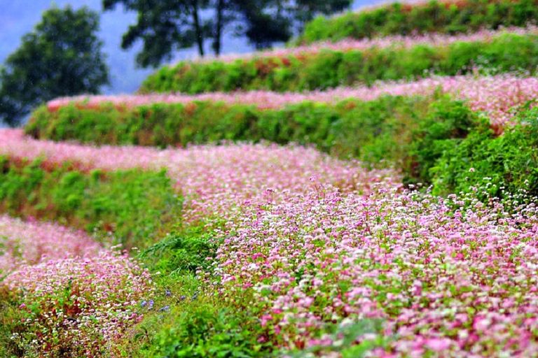 Mùa hoa tam giác mạch là mùa đẹp nhất ở thung lũng hoa này.