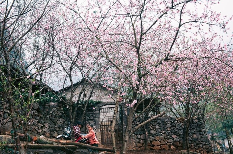 Sắc hồng của hoa đào mùa xuân tại vùng đất Hà Giang tuyệt đẹp