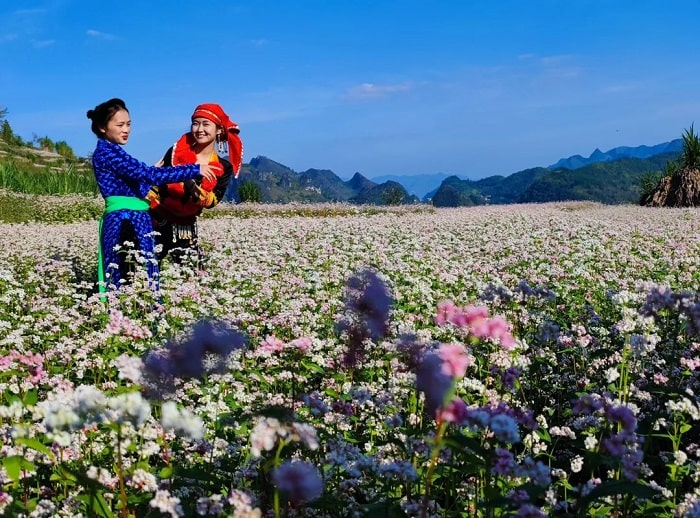 Lũng Táo: Điểm Ngắm Hoa Tam Giác Mạch Không Nên Bỏ Lỡ