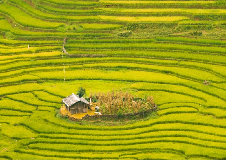 Hà Giang vàng rực mùa lúa chín