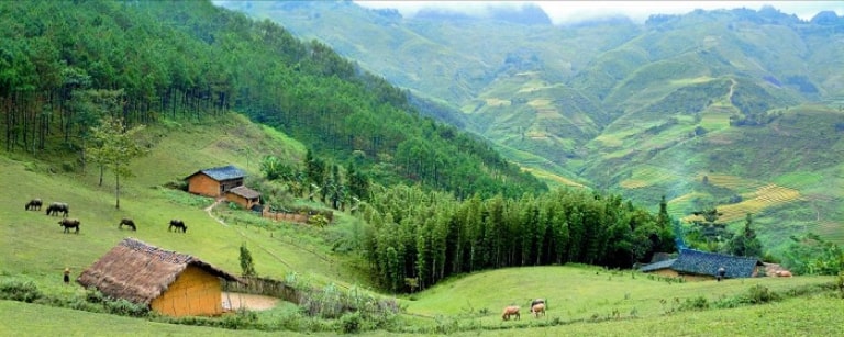 Rừng thông Yên Minh giống như thảo nguyên xanh giữa núi rừng Đông Bắc