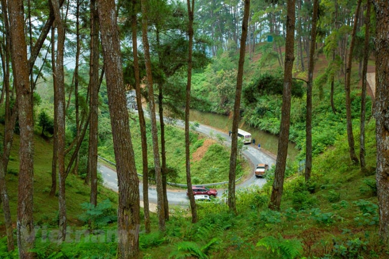 Một số kinh nghiệm tới thăm rừng thông Yên Minh Hà Giang