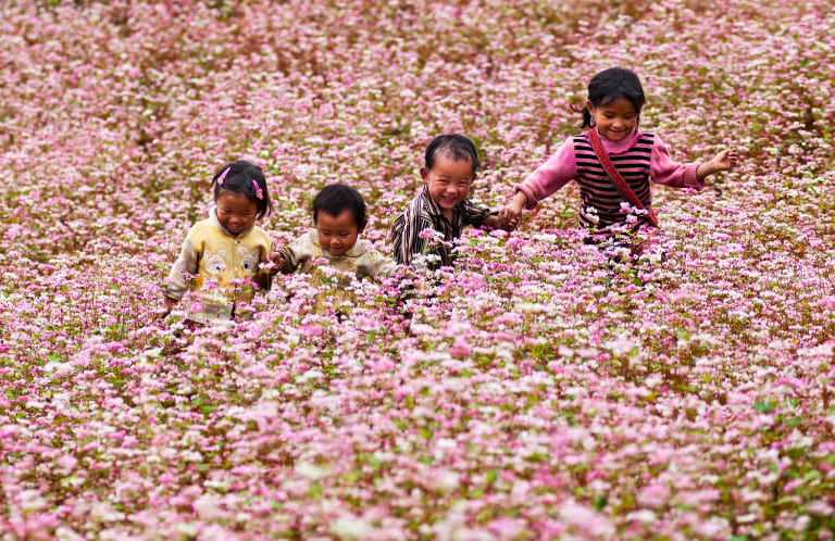 Mùa hoa tam giác mạch nở rộ tại Hà Giang