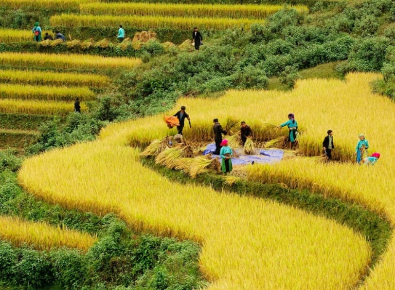 Hà Giang vào mùa lúa chín mang đậm hương thơm gạo cốm