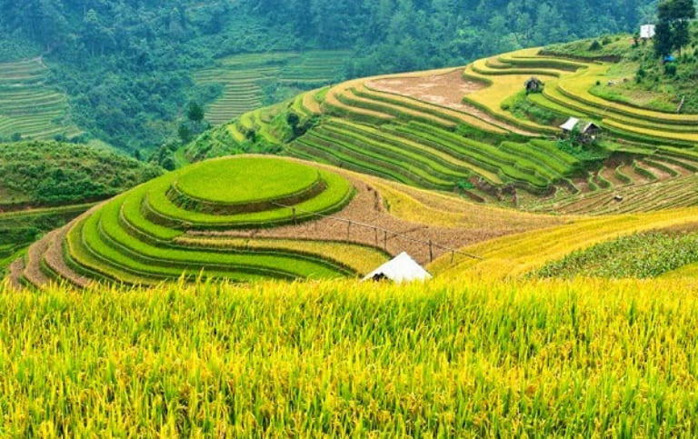 Những cánh đồng lúa chín vàng tại Hà Giang