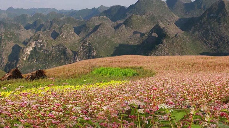 Vườn hoa tam giác mạch nở rộ dưới chân các ngọn đồi Đồng Văn