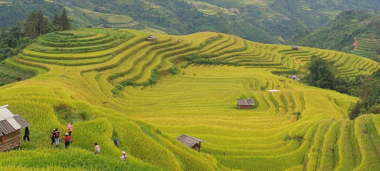 Những thửa ruộng lúa chín vàng tại Hà Giang