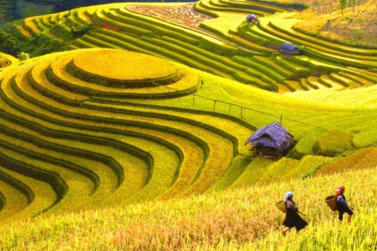 Hoàng Su Phì với những thửa ruộng bậc thang cao vút đều thăm thắp