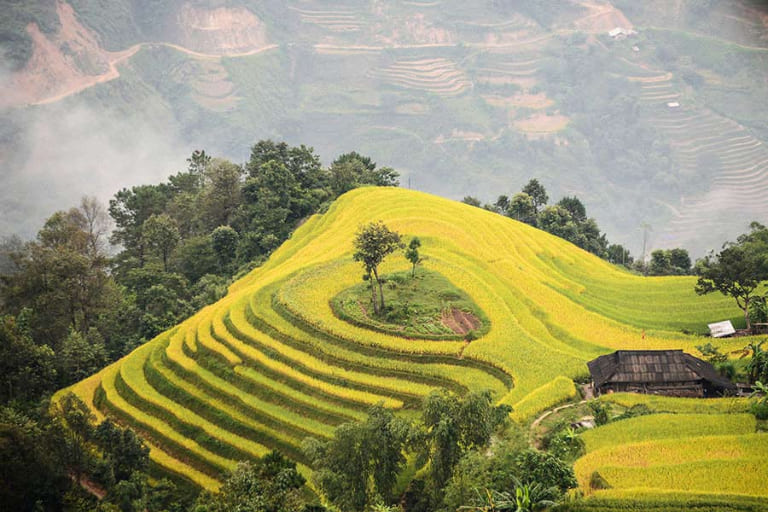 Những thửa ruộng bậc thang vào mùa lúa chín