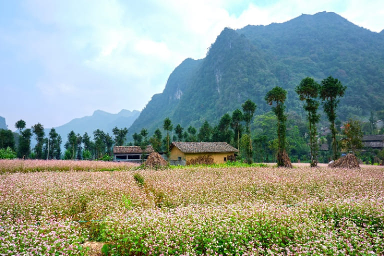 Bản Sủng là với những cánh đồng hoa tam giác mạch bao quanh 