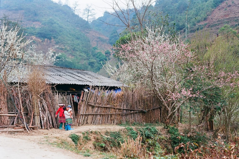 Khung cảnh yên bình tại Phố Cáo Hà Giang