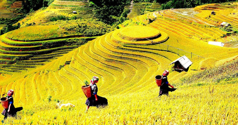 Mùa lúa chín tại Hà Giang