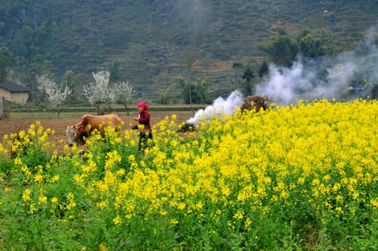 Cánh đồng hoa cải nhuộm vàng khung cảnh Hà Giang