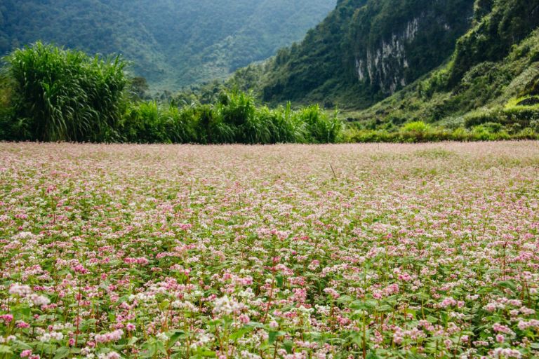 Cánh đồng hoa tam giác mạch